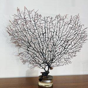 Gorgona coral